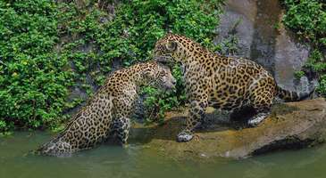 Nehir safarilerine katılın