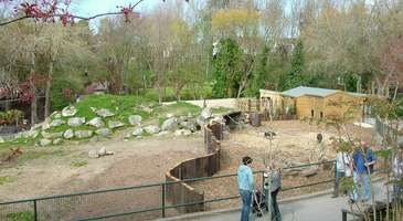 Newquay Hayvanat Bahçesi’nda aslanları besleyin