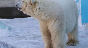Novosibirsk Hayvanat Bahçesi’nde ilginç hayvan türlerini görün