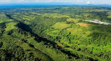 Yemyeşil ormanlarında yürüyün