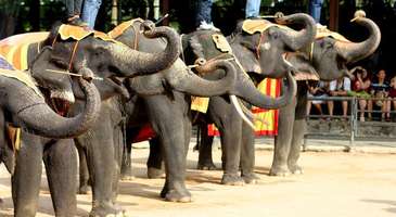 Pattaya Elephant Village