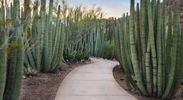 Çöl Botanik Bahçesi’ni (Desert Botanical Garden) turlayın