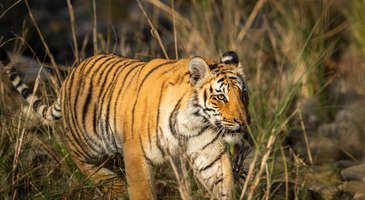 Pilibhit Tiger Reserve’de vahşi hayatı gözlemleyin