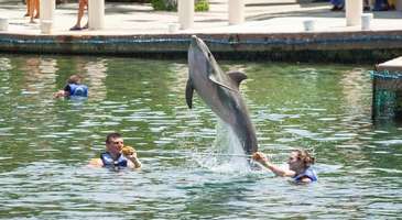 Riviera Dolphinarium