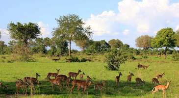 Safari (Mikumi Ulusal Parkı)