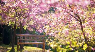 Sakura Parkı ve Sakura Kalesi’nin tarih kokan atmosferinde gezinin