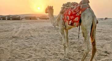 Sealine Çölü’nde safari yapın  