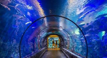 Shark Reef Akvaryumu’nda mavi dünyaya dalın 