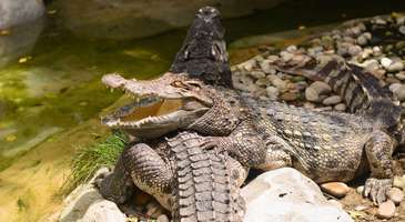 Soçi Hayvanat Bahçesi