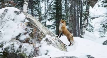 Stolby Doğal Koruma Alanı’nda doğanın elinden çıkmış harikaları keşfedin
