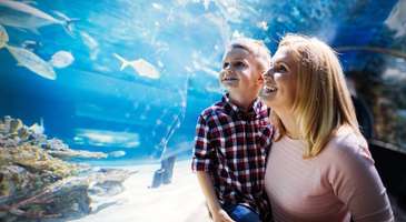 Sea Life Blackpool’da sualtı dünyasını gezin