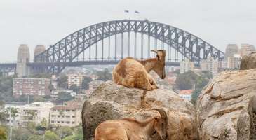 Taronga Hayvanat Bahçesi’ni ziyaret et 