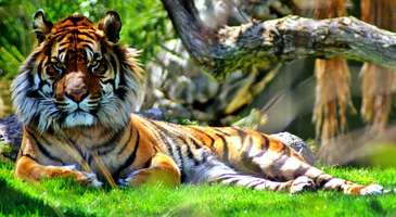 Meşhur Bengal kaplanını görmeden dönmeyin