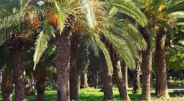 Belvedere Parkı’nda sakin dakikalar geçirin  