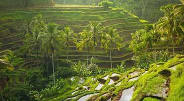 Ubud