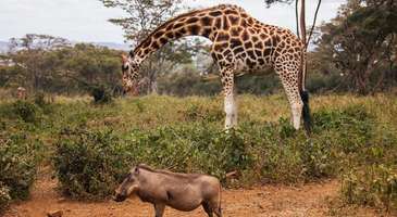 Uganda Doğal Yaşam Merkezi
