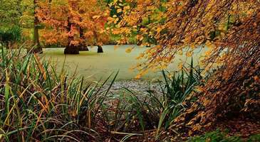 Rombergpark Botanik Parkı