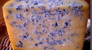 Fourme de Montbrison