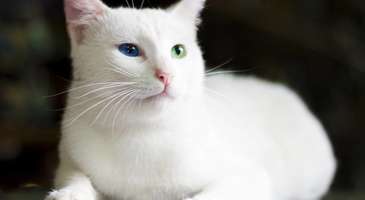 Kedi Evi’nde Van Kedileri ile vakit geçirin