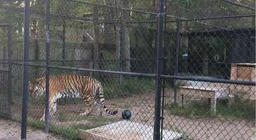 Catty Shack Ranch Wildlife Sanctuary’da vahşi kedileri besleyin