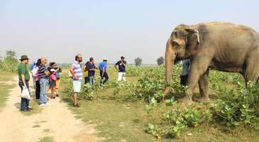 Wildlife SOS