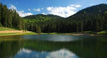 Yenice Ormanları’nda yenilenin