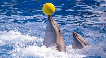 Keyifli vakit geçirmek ve su dünyasını tanımak için Dolphinarium’u gezin