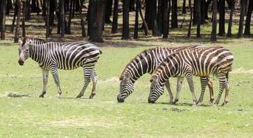 Karaganda Hayvanat Bahçesi