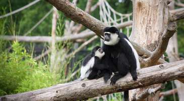 Hayvanat bahçesindeki hayvanları ellerinizle besleyin