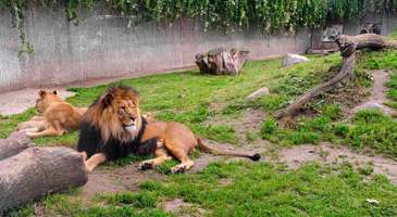 Keyifli zaman geçirmek için Zoological Park’a gidin, çiçeklerle dolu parklarında dinlenin
