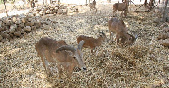 Gafsa'da Yapılacaklar