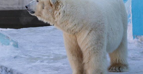 Novosibirsk'te Yapılacaklar