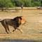 Lion Country’de safari turuna çıkın