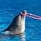 Dolphin Park Marmaris’te doyasıya eğlenin