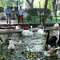 Kuğulu Park'ta kuğuları besleyin