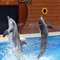 SeaWorld