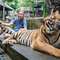 Tiger Kingdom