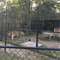 Catty Shack Ranch Wildlife Sanctuary’da vahşi kedileri besleyin