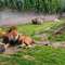 Keyifli zaman geçirmek için Zoological Park’a gidin, çiçeklerle dolu parklarında dinlenin