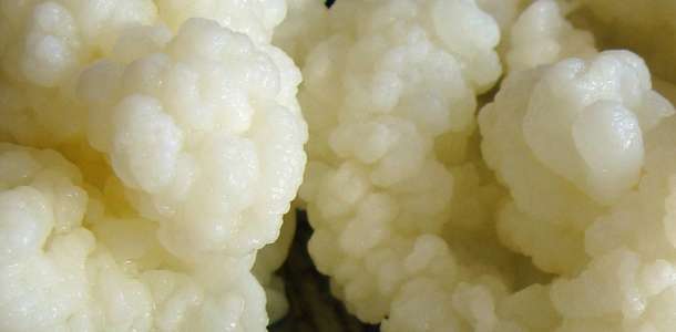 Kefir