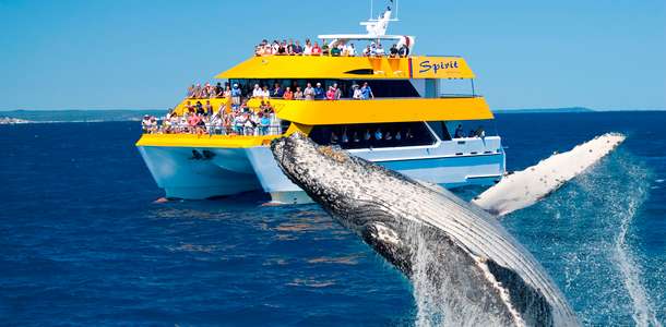 Whale Watch Cruises: