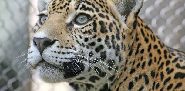 Akron Hayvanat Bahçesi’nde yer alan hayvan türlerini yakından görün