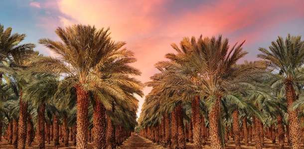 Müntezah Parkı’nda hurma ağaçlarının arasında dolaşın  