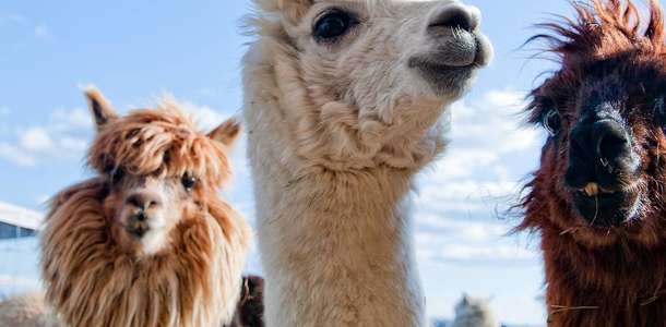 Pets Corner'da bir alpaka ile tanışın