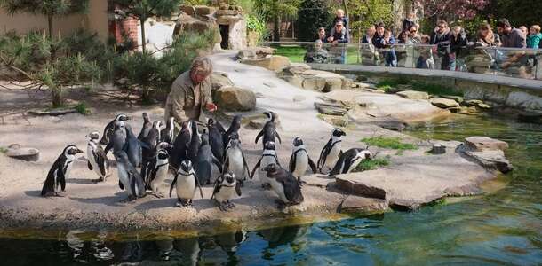 Antwerp Hayvanat Bahçesi’ne gidin