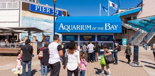 Akvaryumda mavi dünyayı keşfedin