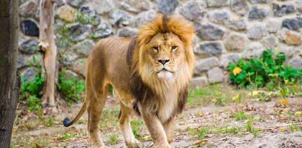 Shenzhen Safari Park