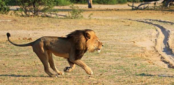 Lion Country’de safari turuna çıkın