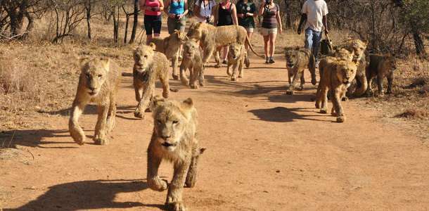 Aslan Parkı (Lion Park)