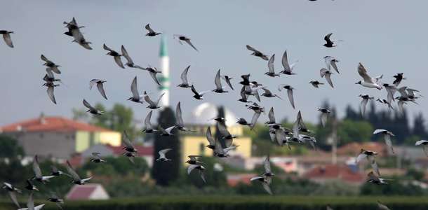 Atatürk Parkı’nın huzur veren doğasına tanık olun